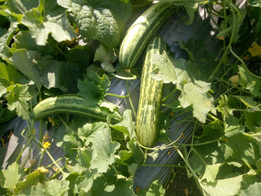 Desi kakdi ksp 1375 | Kalash Seeds | Beejmart