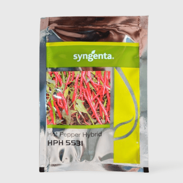 syngenta chilli seeds hph 5531
