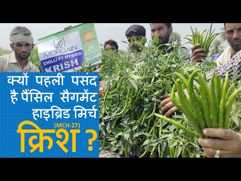 morgan krish mirch seeds | Beejmart.com