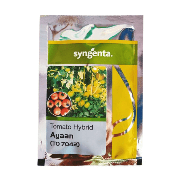 Tomato Ayaan 7042