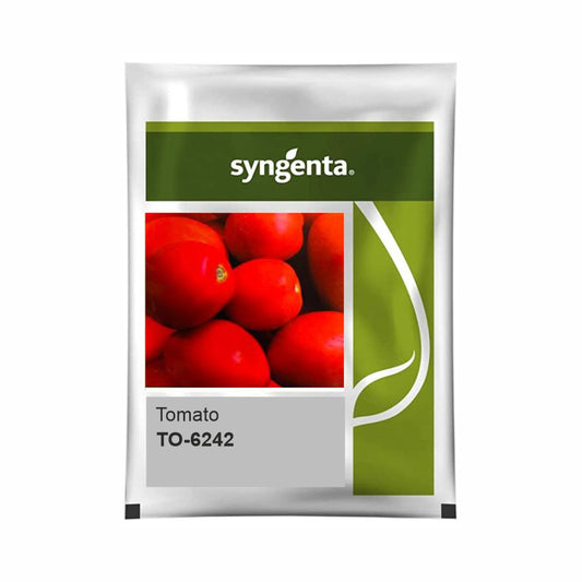 Syngenta Tomato TO 6242 Seeds