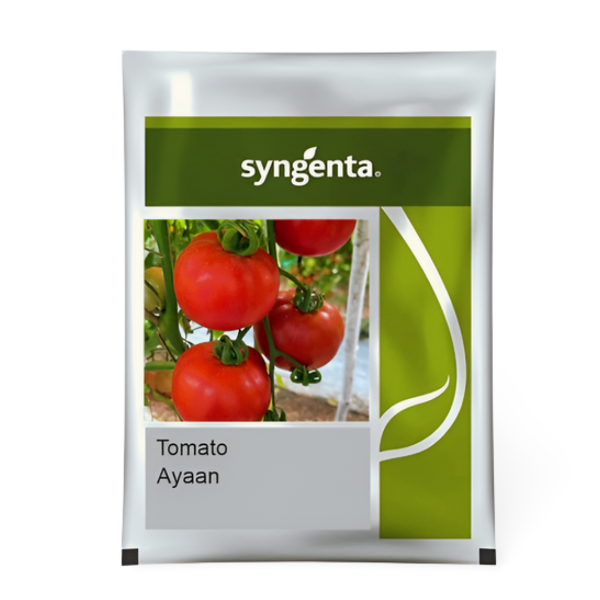 Buy Syngenta Tomato Ayaan 7022 online at beejmart.com