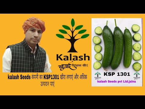Kalash KSP 1301 Cucumber Seeds | Beejmart